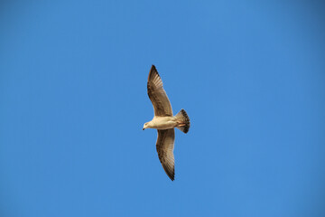A Herring Gull in flight in Blackpool