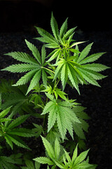 The cannabis plants on a natural dark background. Selective focus.