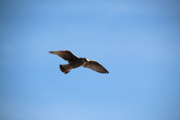 A Herring Gull in flight in Blackpool