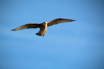 A Herring Gull in flight in Blackpool