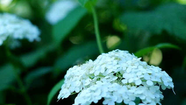 soft white hydrangea blooms in the garden