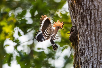 La huppe fasciée © VALDET