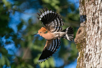 La huppe fasciée © VALDET