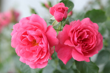 Beautiful background with flowers Roses. Delicate red roses in a full bloom in the garden. Pink...