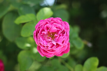 róża kwiat płatki lato rośliny różowy