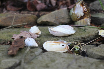 shell on the beach