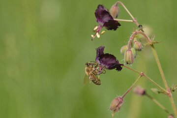 blume, bees, insecta, natur, makro, fliege, sommer