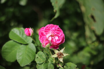 Kwiat róża płatki lato rośliny różowy