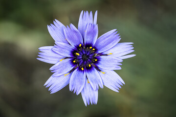 Blue rattle flower in summer on a meadow, wallpaper