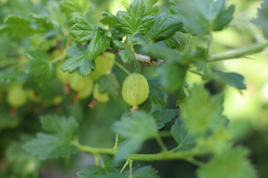 agrest owoc lato zielony roślina