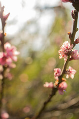 flor de durazno 