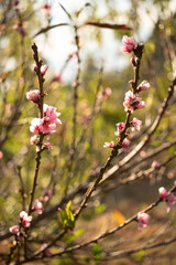 flor de durazno 
