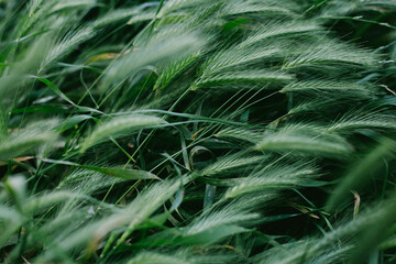 close up of grass