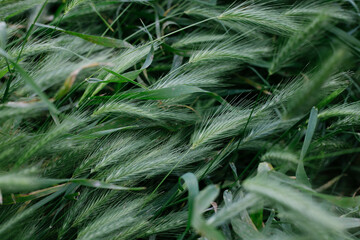 grass in the wind