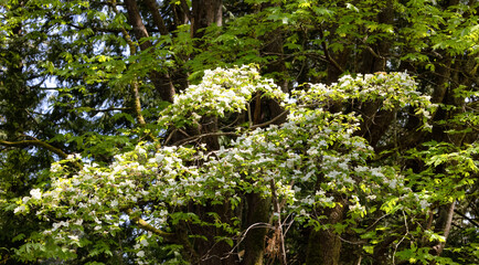 White Flowers on a tree in a forest. Nature Background. Taken in Whytecliff Park, West Vancouver, British Columbia, Canada. Flowering dogwood