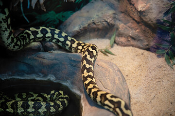 Snake on a branch and rocks in the green forest of the tropics.