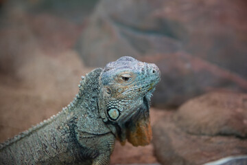 The iguana is sitting on the rocks.