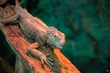 An iguana is sitting on a branch.