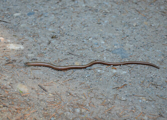 Schlange auf dem befestigtem Waldweg unterwegs - Blindschleiche