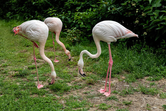 Pink flamingos graze on the green grass.