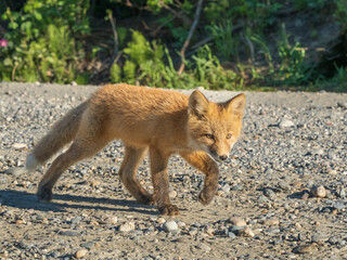 Naklejka na ściany i meble Red Fox Kit already practicing the stalking prey walk in Alaska