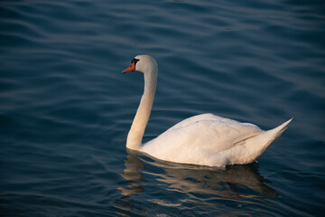 swan on the water
