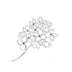 Hydrangea plant, beautiful blooming twig with flowers. botanical tattoo idea
