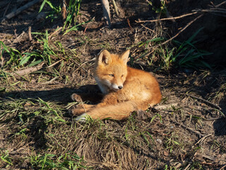 Red Fox Kit  at Rest in Alaska