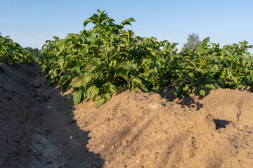 Fototapeta na wymiar Close up of potato plants in a field
