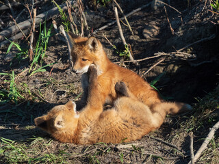 Red Fox Kits Playing in Alaska