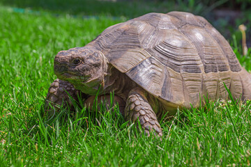 a turtle in a green meadow in summer
