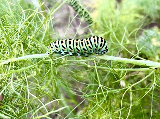 caterpillar on leaf