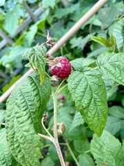 raspberry on a bush