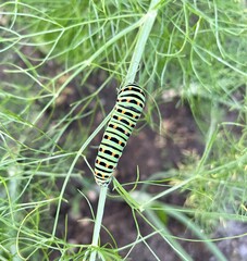caterpillar on a leaf
