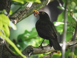 Amsel mit einem Regenwurm im Schnabel
