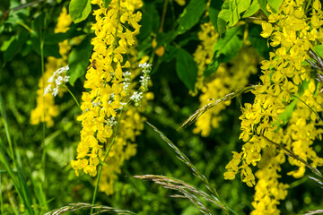 yellow flowers in spring