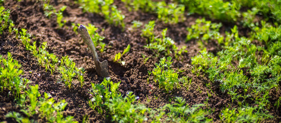 Young shoots of carrots under the sun. Cultivated land close-up with sprout. Agricultural plant growing in the garden. Green natural food crop