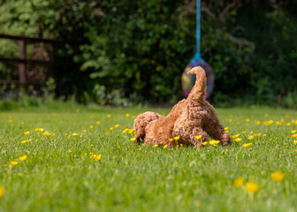 Puppy in the grass