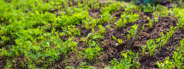 Young shoots of carrots under the sun. Cultivated land close-up with sprout. Agricultural plant growing in the garden. Green natural food crop