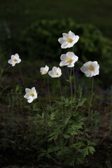 Tall white blooming spring flowers snowdrop anemone - Anemone sylvestris in botanical garden, Lithuania nature