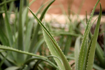 Fototapeta na wymiar Juicy aloe leaves close-up. Green background