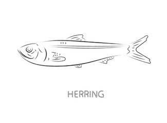 herring fish isolated vector illustration