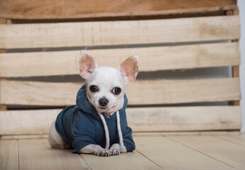 A small purebred white chihuahua dog with funny muzzle wears in warm blue suit for walking in winter has a rest next to the craft wooden wall at the alpine farm house and posing looking with smile.
