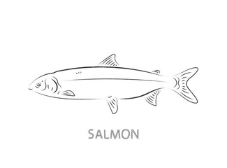 Obraz na płótnie Canvas salmon fish isolated vector illustration