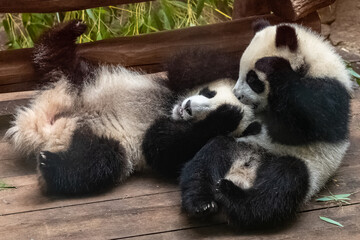 Giant pandas, bear pandas, two ten months babies playing together
