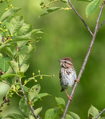 A Song Sparrow in a green leafy shrub up close