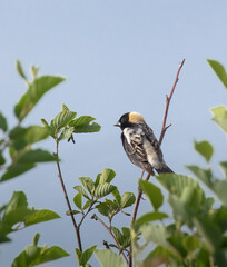 An adult male Bobolink (Dolichonyx oryzivorus) in a leafy shrub