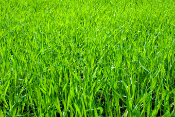 Young wheat plants growing on the soil, Amazingly beautiful endless fields of green wheat grass go far to the horizon.