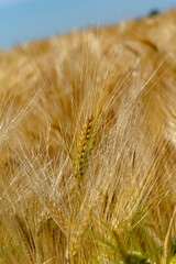 Closeup wheat field in harvest season with sunlight