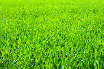 Young wheat plants growing on the soil, Amazingly beautiful endless fields of green wheat grass go far to the horizon.